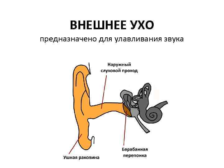 ВНЕШНЕЕ УХО предназначено для улавливания звука 