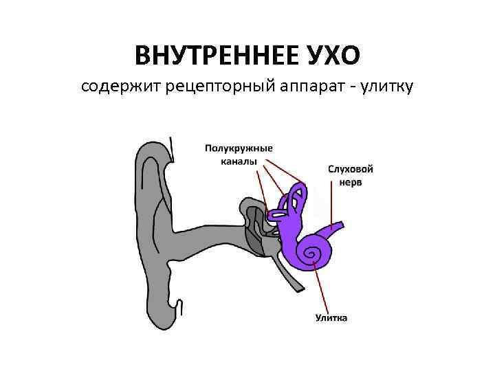ВНУТРЕННЕЕ УХО содержит рецепторный аппарат - улитку 