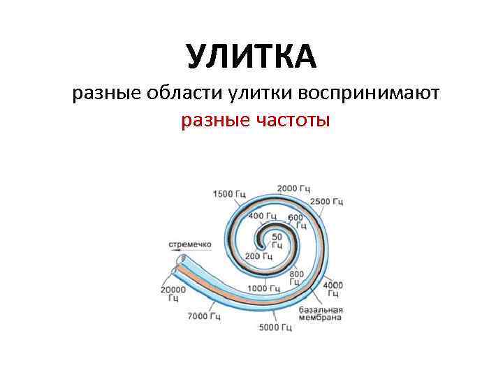 УЛИТКА разные области улитки воспринимают разные частоты 