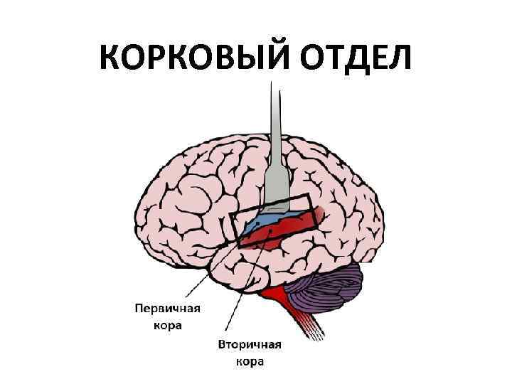 Корковые анализаторы