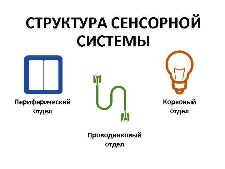 СТРУКТУРА СЕНСОРНОЙ СИСТЕМЫ Периферический отдел Корковый отдел Проводниковый отдел 