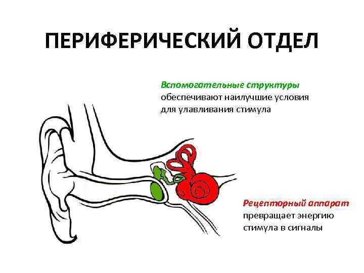 ПЕРИФЕРИЧЕСКИЙ ОТДЕЛ Вспомогательные структуры обеспечивают наилучшие условия для улавливания стимула Рецепторный аппарат превращает энергию