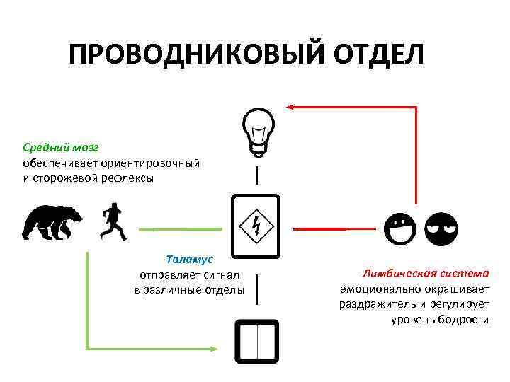 ПРОВОДНИКОВЫЙ ОТДЕЛ Средний мозг обеспечивает ориентировочный и сторожевой рефлексы Таламус отправляет сигнал в различные