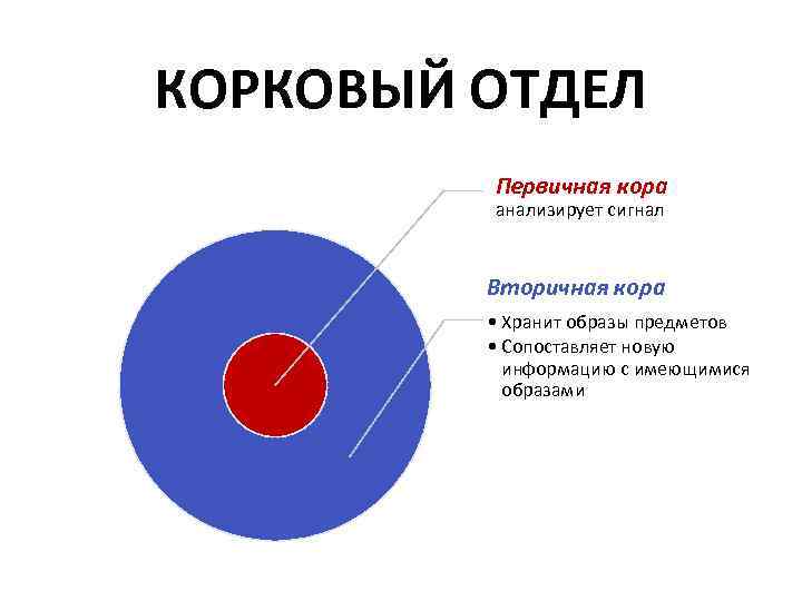 КОРКОВЫЙ ОТДЕЛ Первичная кора анализирует сигнал Вторичная кора • Хранит образы предметов • Сопоставляет