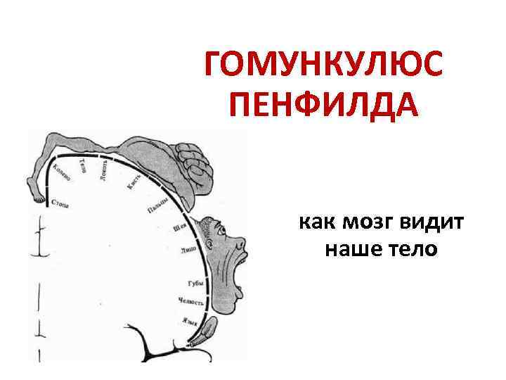 ГОМУНКУЛЮС ПЕНФИЛДА как мозг видит наше тело 