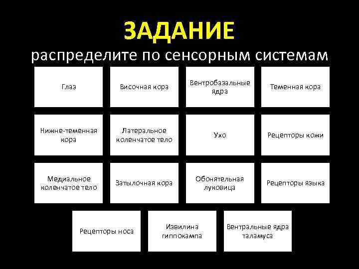 ЗАДАНИЕ распределите по сенсорным системам Глаз Височная кора Вентробазальные ядра Теменная кора Нижне-теменная кора