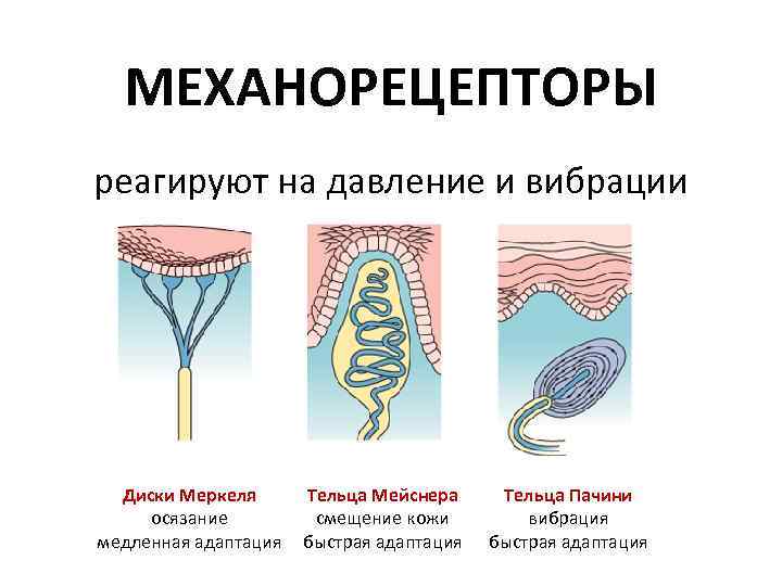 МЕХАНОРЕЦЕПТОРЫ реагируют на давление и вибрации Диски Меркеля осязание медленная адаптация Тельца Мейснера смещение