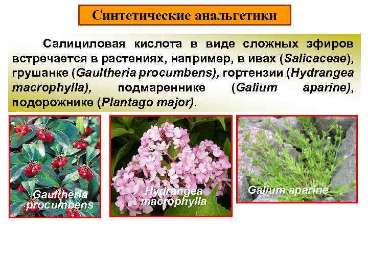 Синтетические анальгетики Салициловая кислота в виде сложных эфиров встречается в растениях, например, в ивах