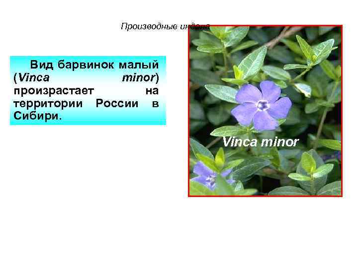 Производные индола Вид барвинок малый (Vinca minor) произрастает на территории России в Сибири. Vinca