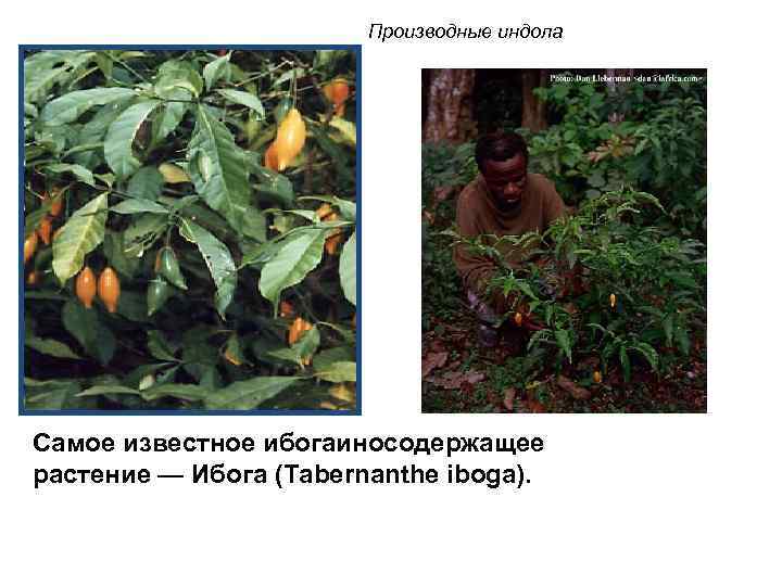 Производные индола Самое известное ибогаиносодержащее растение — Ибога (Tabernanthe iboga). 
