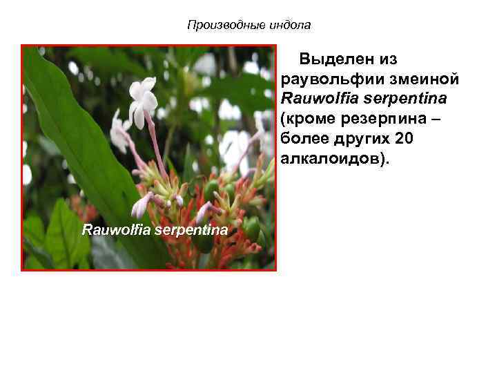 Производные индола Выделен из pаувольфии змеиной Rauwolfia serpentina (кроме резерпина – более других 20