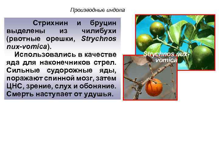 Производные индола Стрихнин и бруцин выделены из чилибухи (рвотные орешки, Strychnos nux-vomica). Использовались в