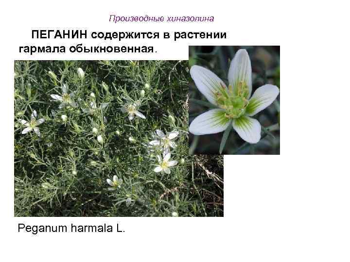 Производные хиназолина ПЕГАНИН содержится в растении гармала обыкновенная. Peganum harmala L. 
