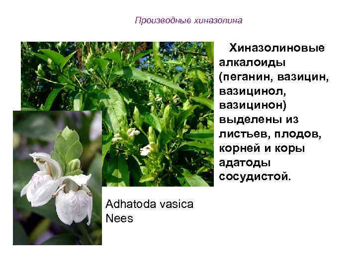 Производные хиназолина Хиназолиновые алкалоиды (пеганин, вазицин, вазицинол, вазицинон) выделены из листьев, плодов, корней и