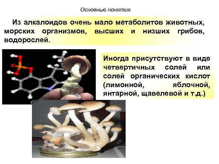 Основные понятия Из алкалоидов очень мало метаболитов животных, морских организмов, высших и низших грибов,