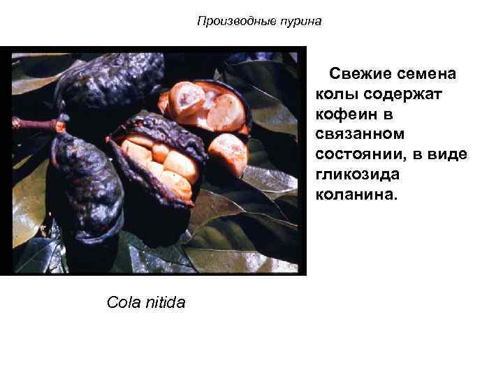 Производные пурина Свежие семена колы содержат кофеин в связанном состоянии, в виде гликозида коланина.