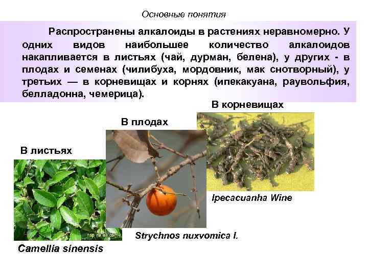 Алкалоид в чайных листьях. Алкалоиды в растениях. Травы содержащие алкалоиды. Растения которые содержат алкалоиды. Алкалоиды содержатся в растениях.