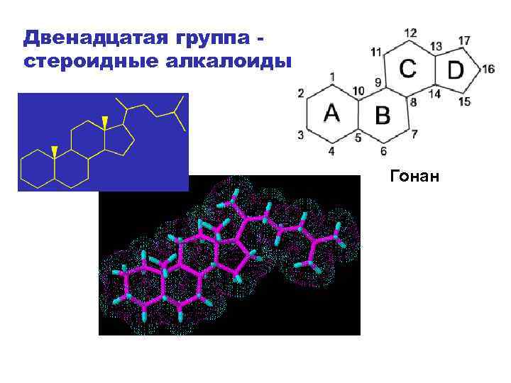 Двенадцатая группа стероидные алкалоиды Гонан 