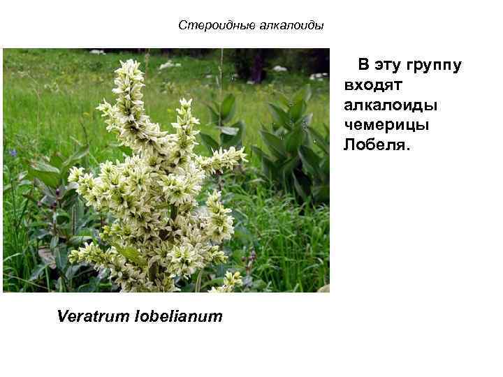 Стероидные алкалоиды В эту группу входят алкалоиды чемерицы Лобеля. Veratrum lobelianum 