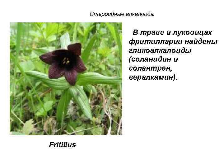 Стероидные алкалоиды В траве и луковицах фритилларии найдены гликоалкалоиды (соланидин и солантрен, вералкамин). Fritillus
