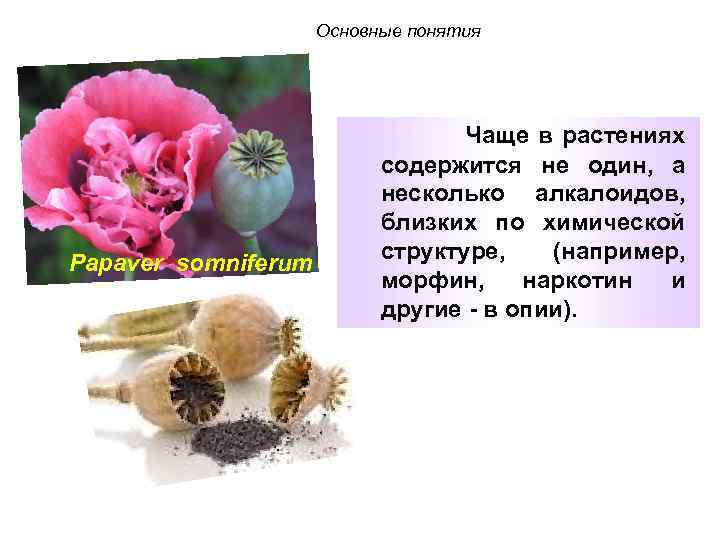 Основные понятия Papaver somniferum Чаще в растениях содержится не один, а несколько алкалоидов, близких