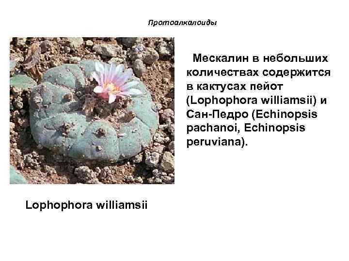 Протоалкалоиды Мескалин в небольших количествах содержится в кактусах пейот (Lophophora williamsii) и Сан-Педро (Echinopsis