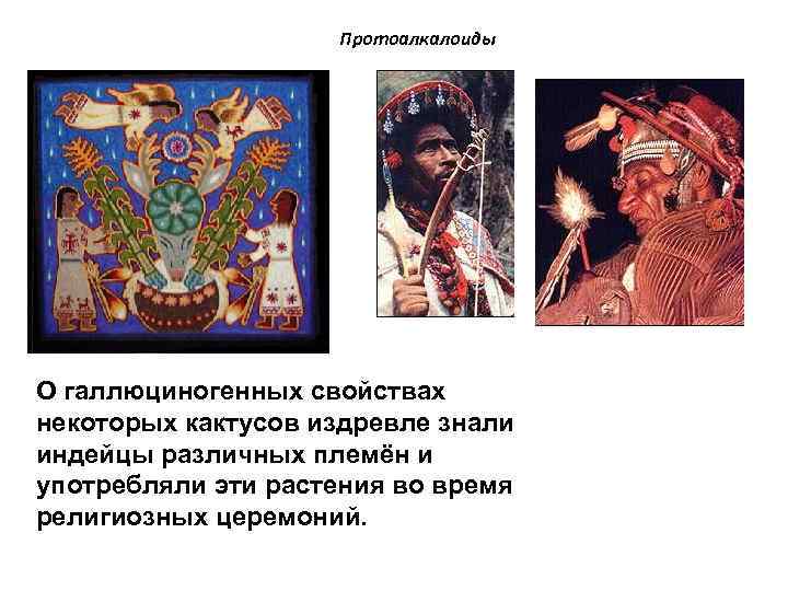 Протоалкалоиды О галлюциногенных свойствах некоторых кактусов издревле знали индейцы различных племён и употребляли эти