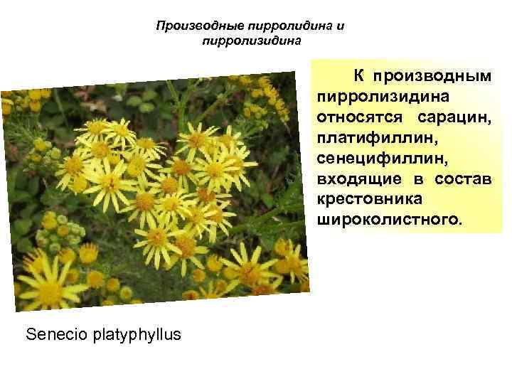 Производные пирролидина и пирролизидина К производным пирролизидина относятся сарацин, платифиллин, сенецифиллин, входящие в состав