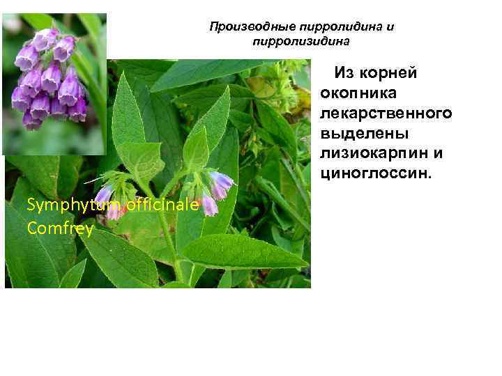 Производные пирролидина и пирролизидина Из корней окопника лекарственного выделены лизиокарпин и циноглоссин. Symphytum officinale