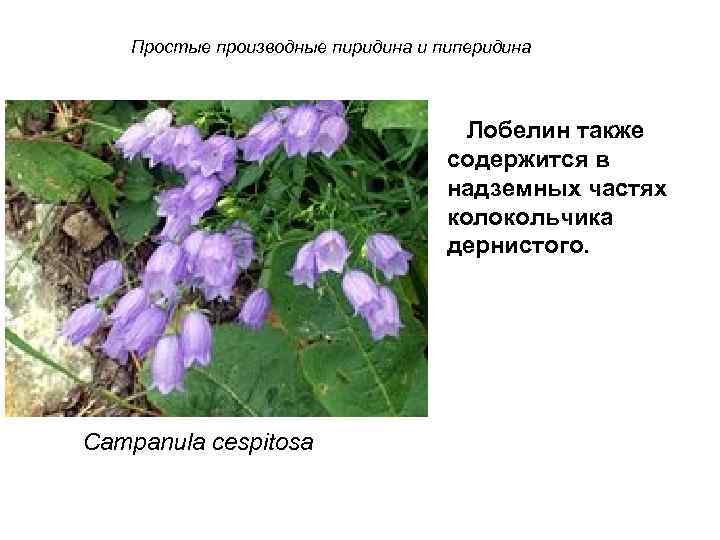Простые производные пиридина и пиперидина Лобелин также содержится в надземных частях колокольчика дернистого. Campanula