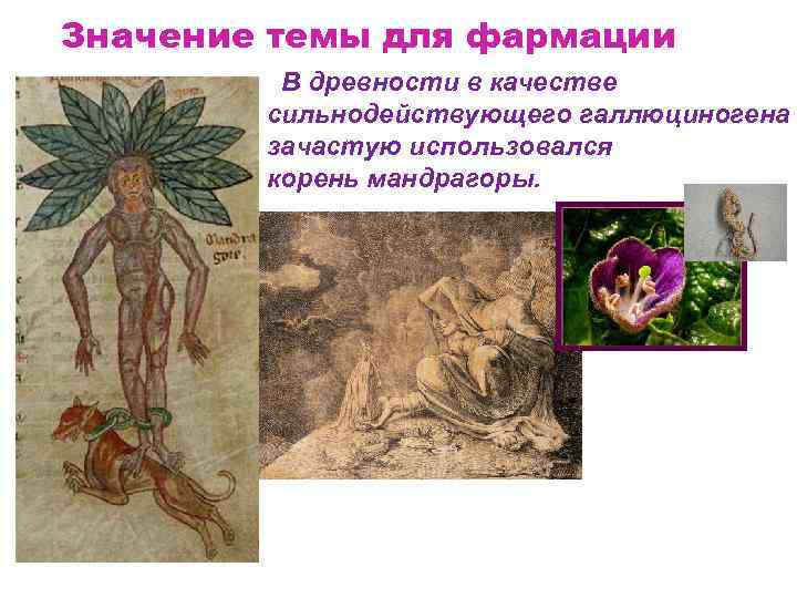 Значение темы для фармации В древности в качестве сильнодействующего галлюциногена зачастую использовался корень мандрагоры.