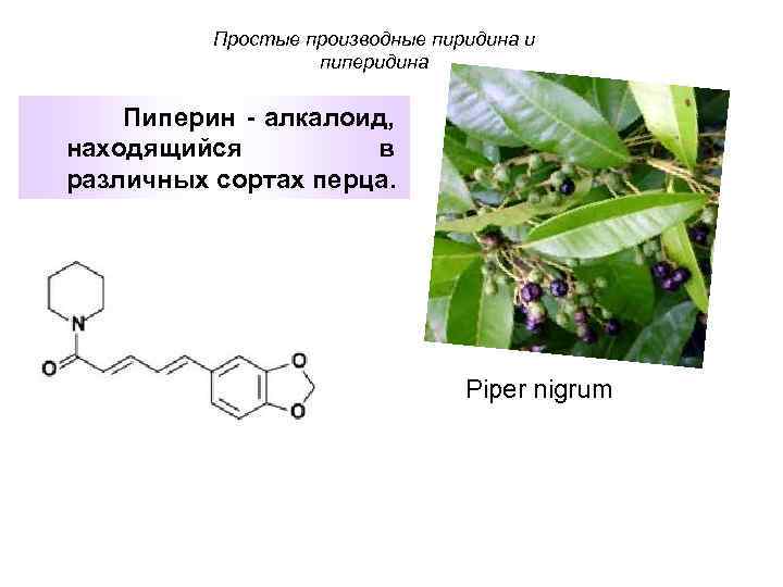 Алкалоид в чайных листьях. Пипериновая кислота. Производные пиперидина. Производные пиридина и пиперидина. Алкалоиды производные пиридина.