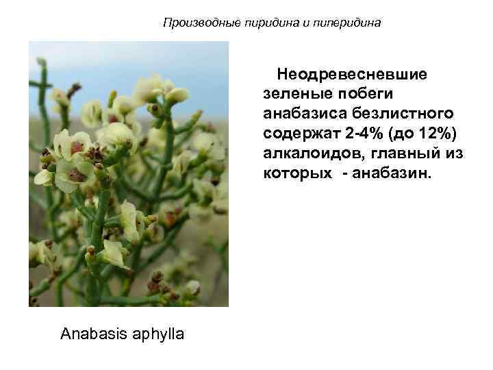 Производные пиридина и пиперидина Неодревесневшие зеленые побеги анабазиса безлистного содержат 2 -4% (до 12%)