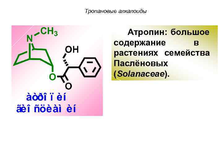 Тропановые алкалоиды Атропин: большое содержание в растениях семейства Паслёновых (Solanaceae). 