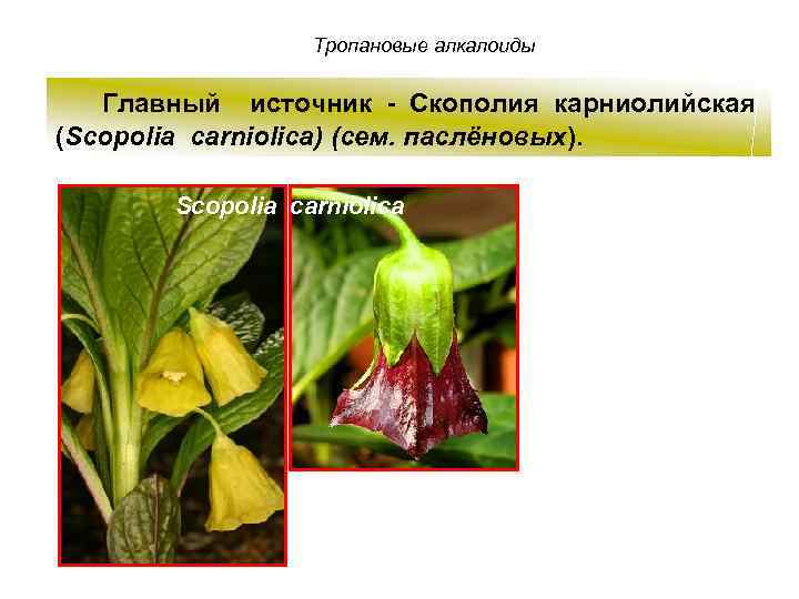 Скополия карниолийская фото и описание