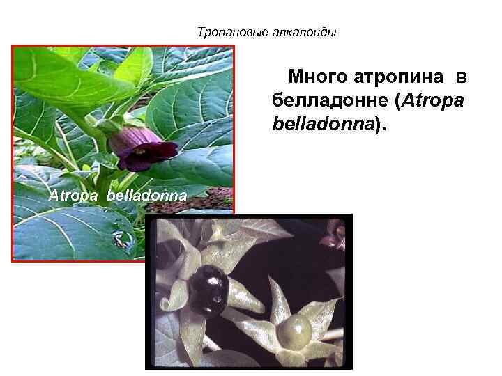Тропановые алкалоиды Много атропина в белладонне (Atropa belladonna). Atropa belladonna 