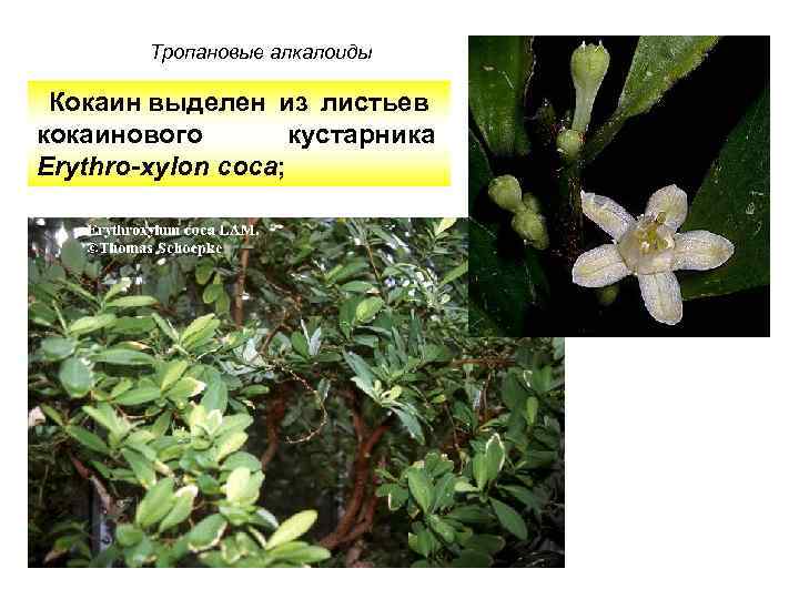 Тропановые алкалоиды Кокаин выделен из листьев кокаинового кустарника Erythro-xylon coca; 