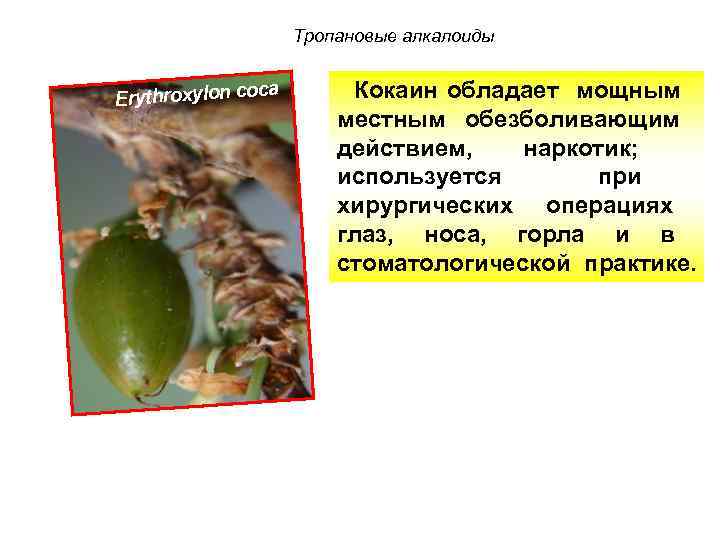 Тропановые алкалоиды a Erythroxylon coc Кокаин обладает мощным местным обезболивающим действием, наркотик; используется при