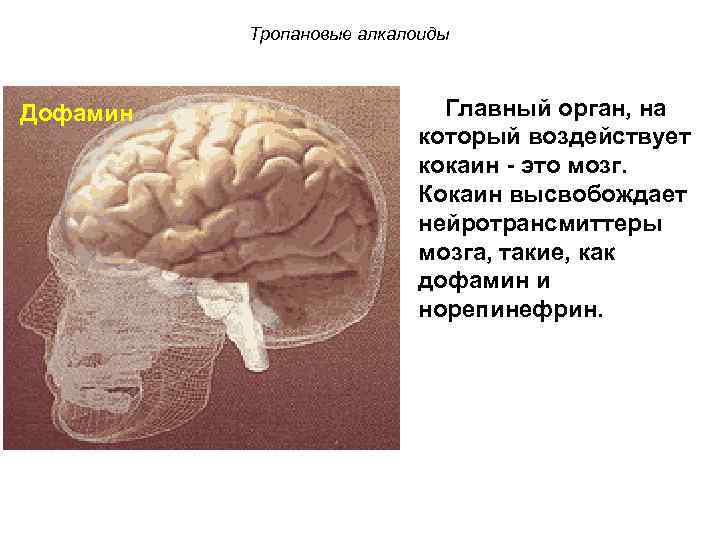 Тропановые алкалоиды Дофамин Главный орган, на который воздействует кокаин - это мозг. Кокаин высвобождает