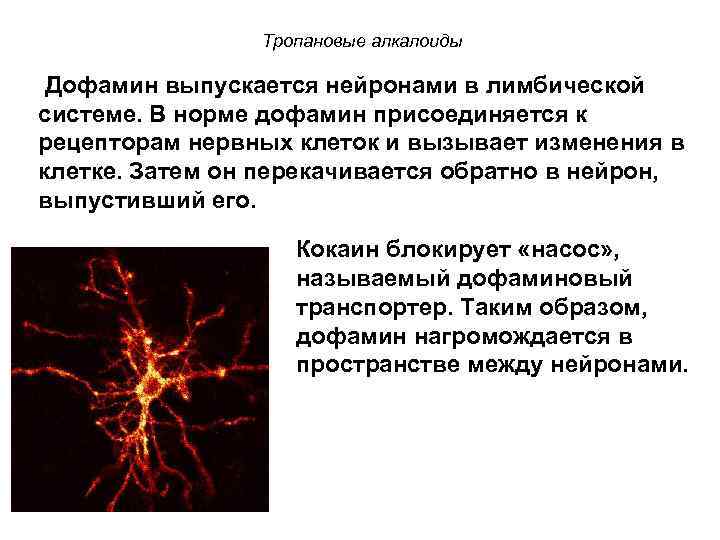 Тропановые алкалоиды Дофамин выпускается нейронами в лимбической системе. В норме дофамин присоединяется к рецепторам