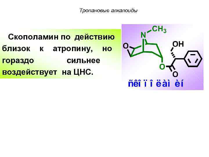Тропановые алкалоиды Скополамин по действию близок к атропину, но гораздо сильнее воздействует на ЦНС.