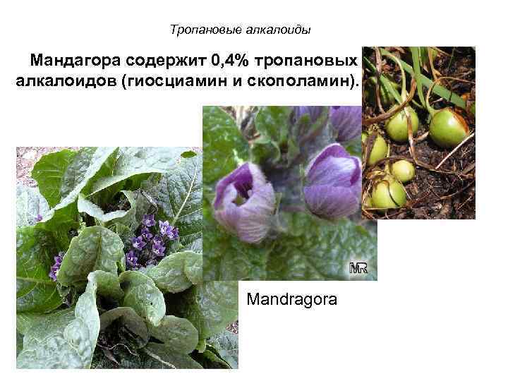 Тропановые алкалоиды Мандагора содержит 0, 4% тропановых алкалоидов (гиосциамин и скополамин). Mandragora 