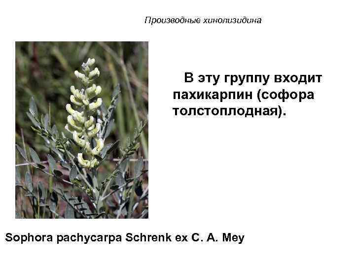 Производные хинолизидина В эту группу входит пахикарпин (софора толстоплодная). Sophora pachycarpa Schrenk ex C.