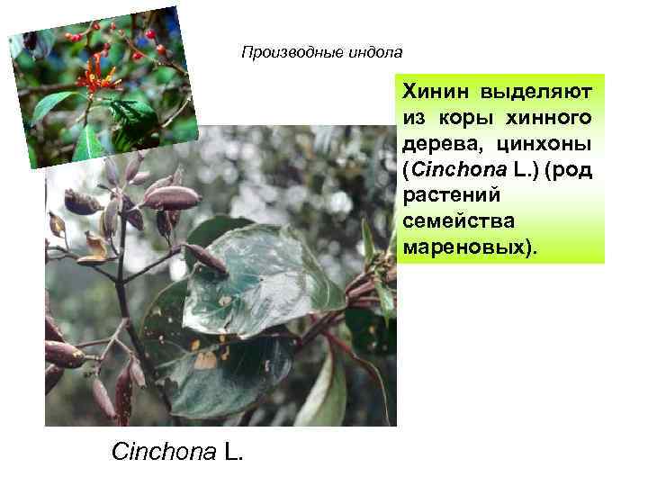 Производные индола Хинин выделяют из коры хинного дерева, цинхоны (Cinchona L. ) (род растений
