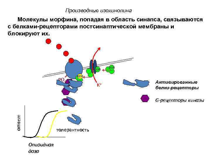 Производные изохинолина Молекулы морфина, попадая в область синапса, связываются с белками-рецепторами постсинаптической мембраны и