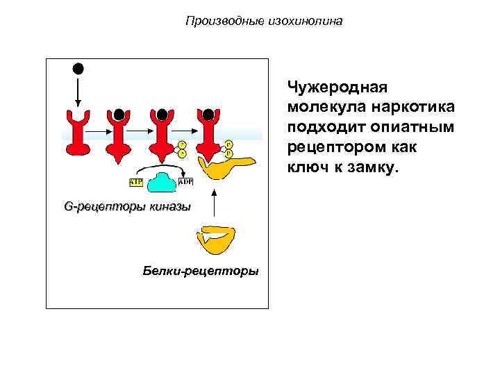 Производные изохинолина Чужеродная молекула наркотика подходит опиатным рецептором как ключ к замку. G Protein