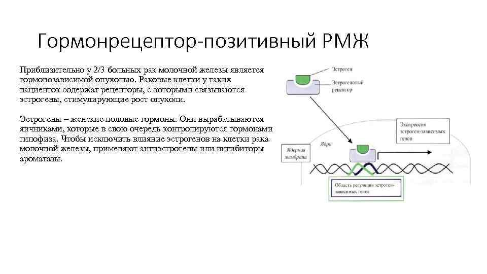 Гормонрецептор-позитивный РМЖ Приблизительно у 2/3 больных рак молочной железы является гормонозависимой опухолью. Раковые клетки