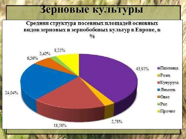 Структура площадей. Зерновые культуры зарубежной Европы. Структура зерновых культур в мире. Структура посевных площадей основных видов зерновых культур. Основная зерновая культура Европы.