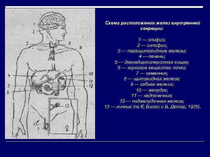 Какие железы обозначены на рисунке