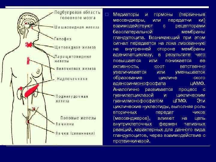 o Медиаторы и гормоны (первичные мессенджеры, или передатчи ки) взаимодействуют с рецепторами базолатеральной мембраны